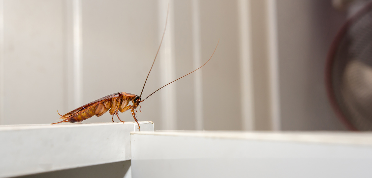cockroach in california home