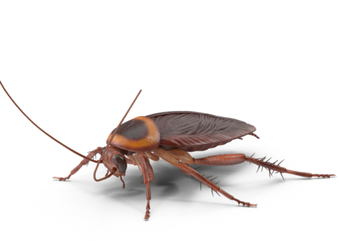 cockroach