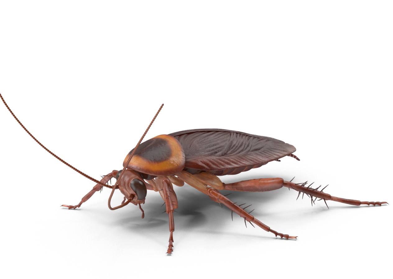 cockroach