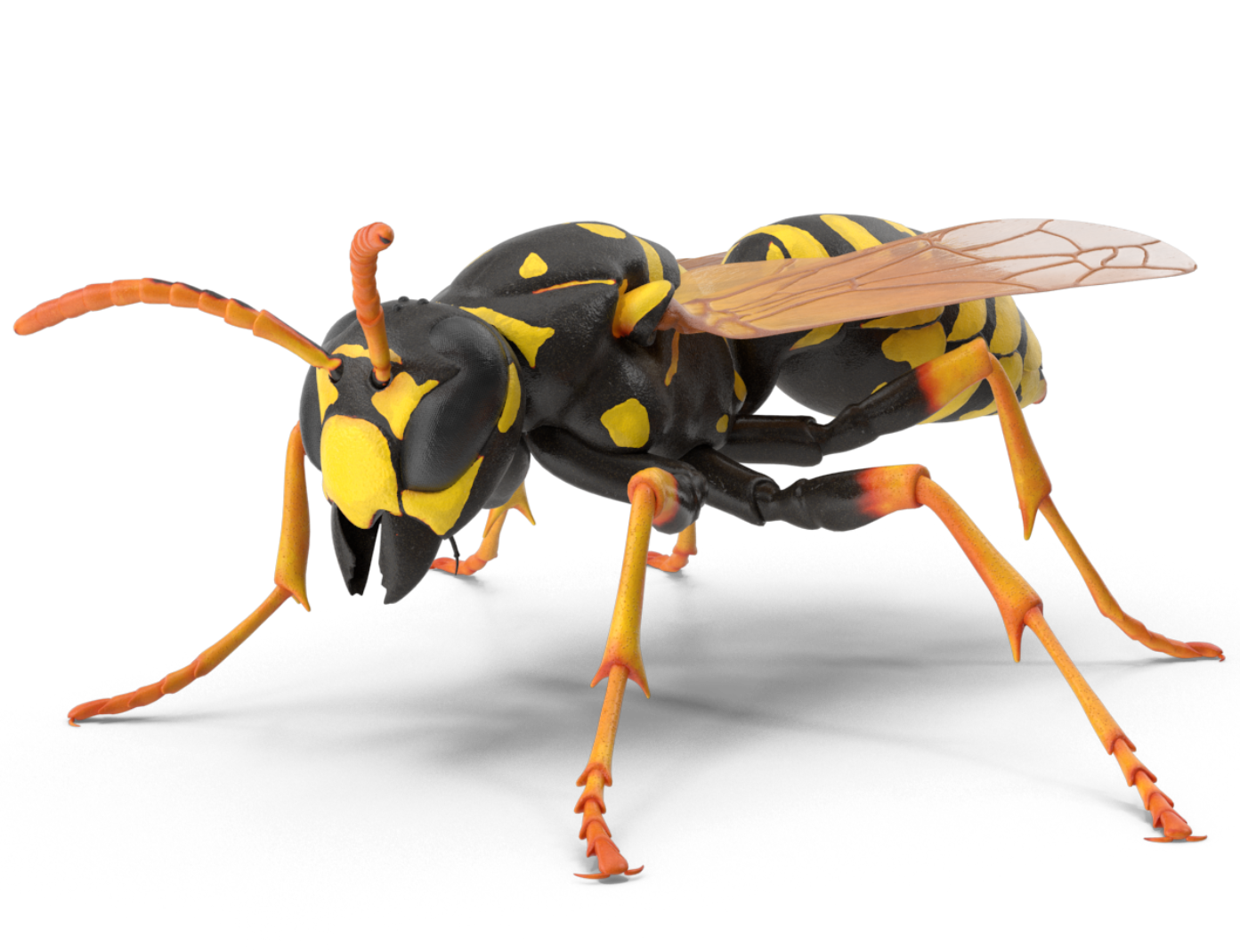 Wasp Control
