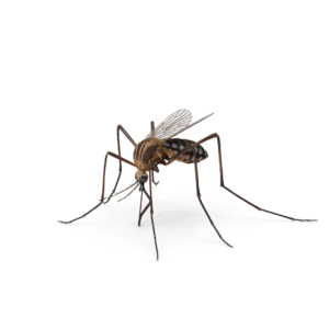 cockroach