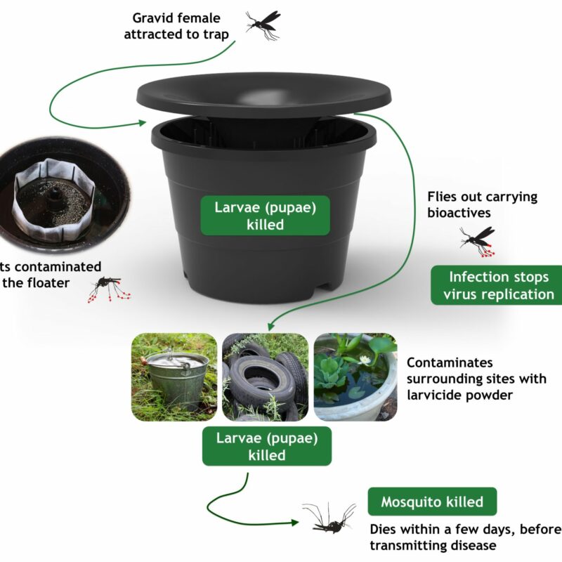 Mosquito extermination california