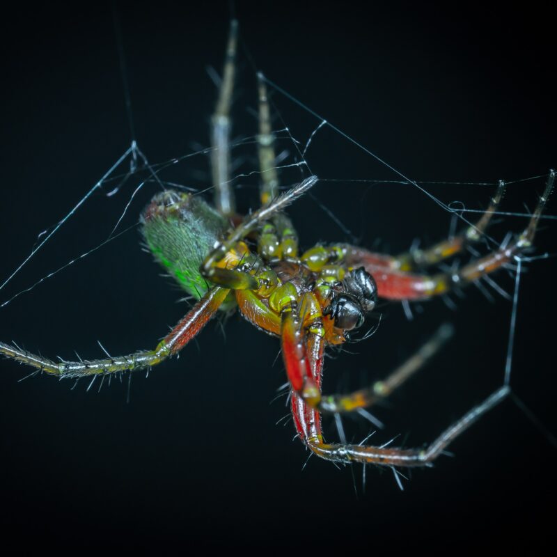 Spider control california