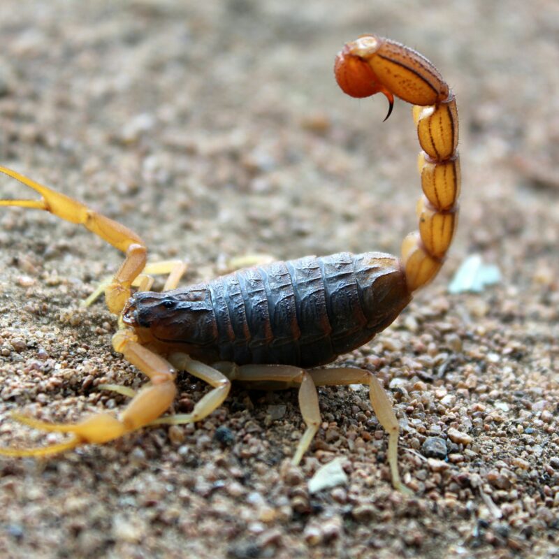 Pest Control California