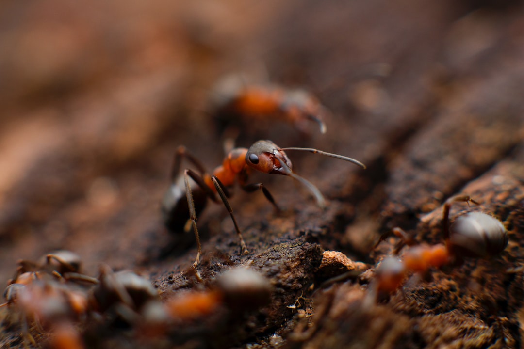 ant infestation