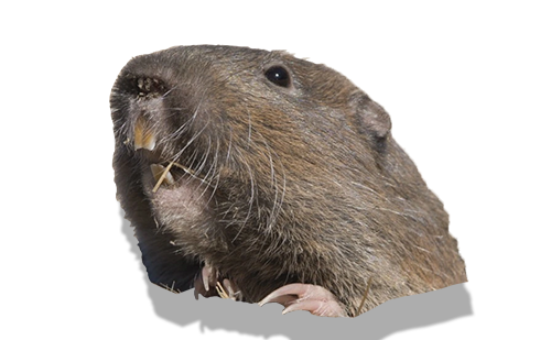 gopher