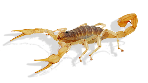 scorpion