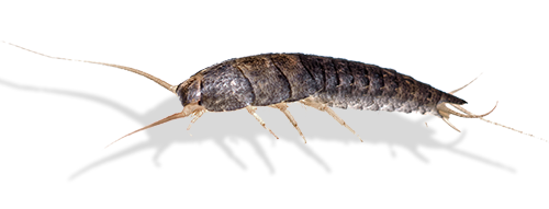 silverfish
