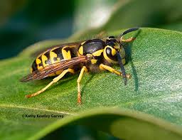 Western Yellowjacket