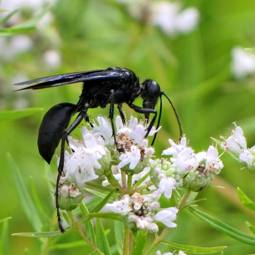 Black Wasp