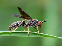 Paper Wasp