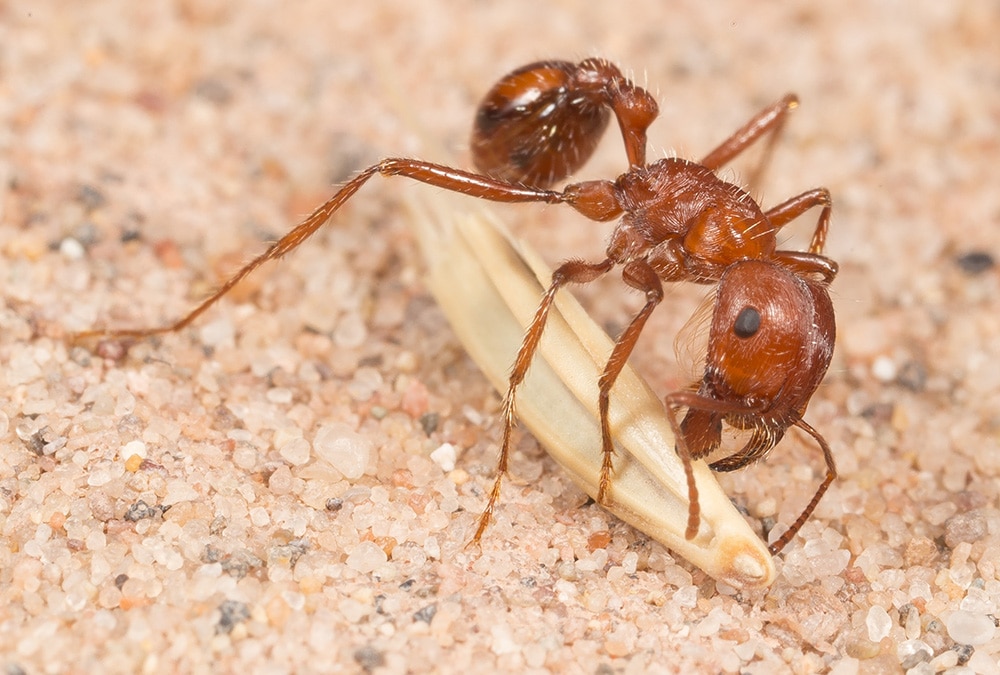 California Harvester Ant