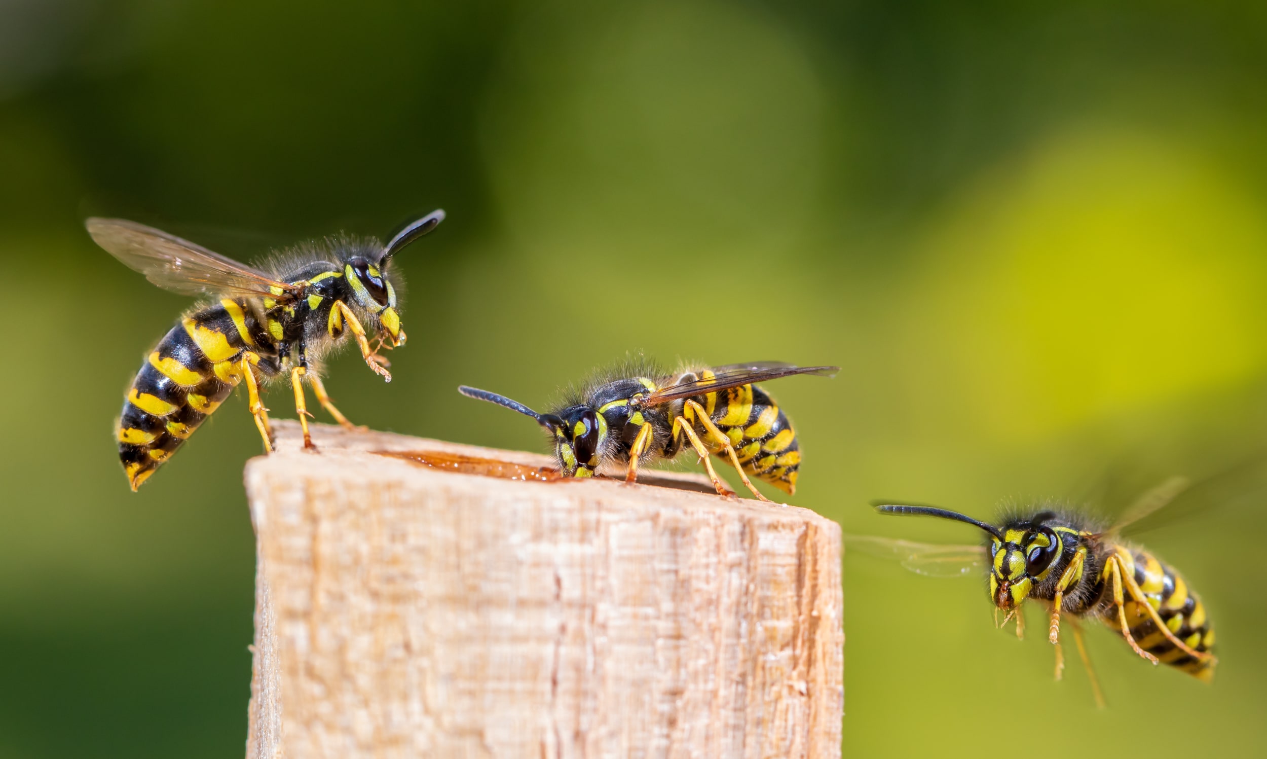 Wasps outside of Orange County home