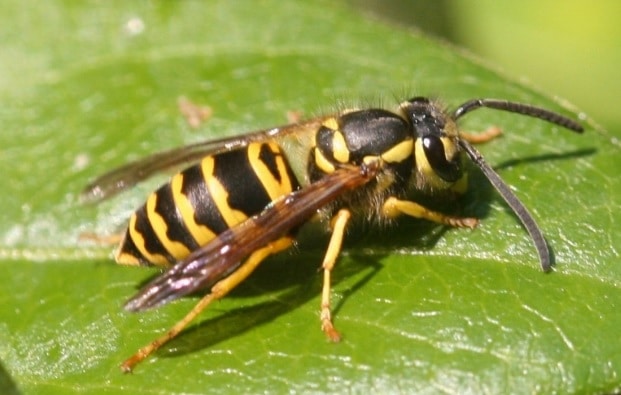 Yellow Jackets