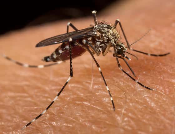 Sierra Mosquito