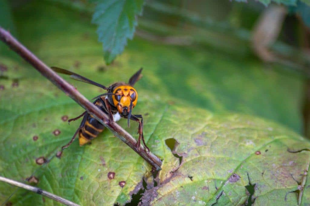 Hornets