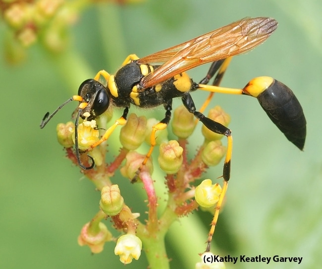 Mud Daubers