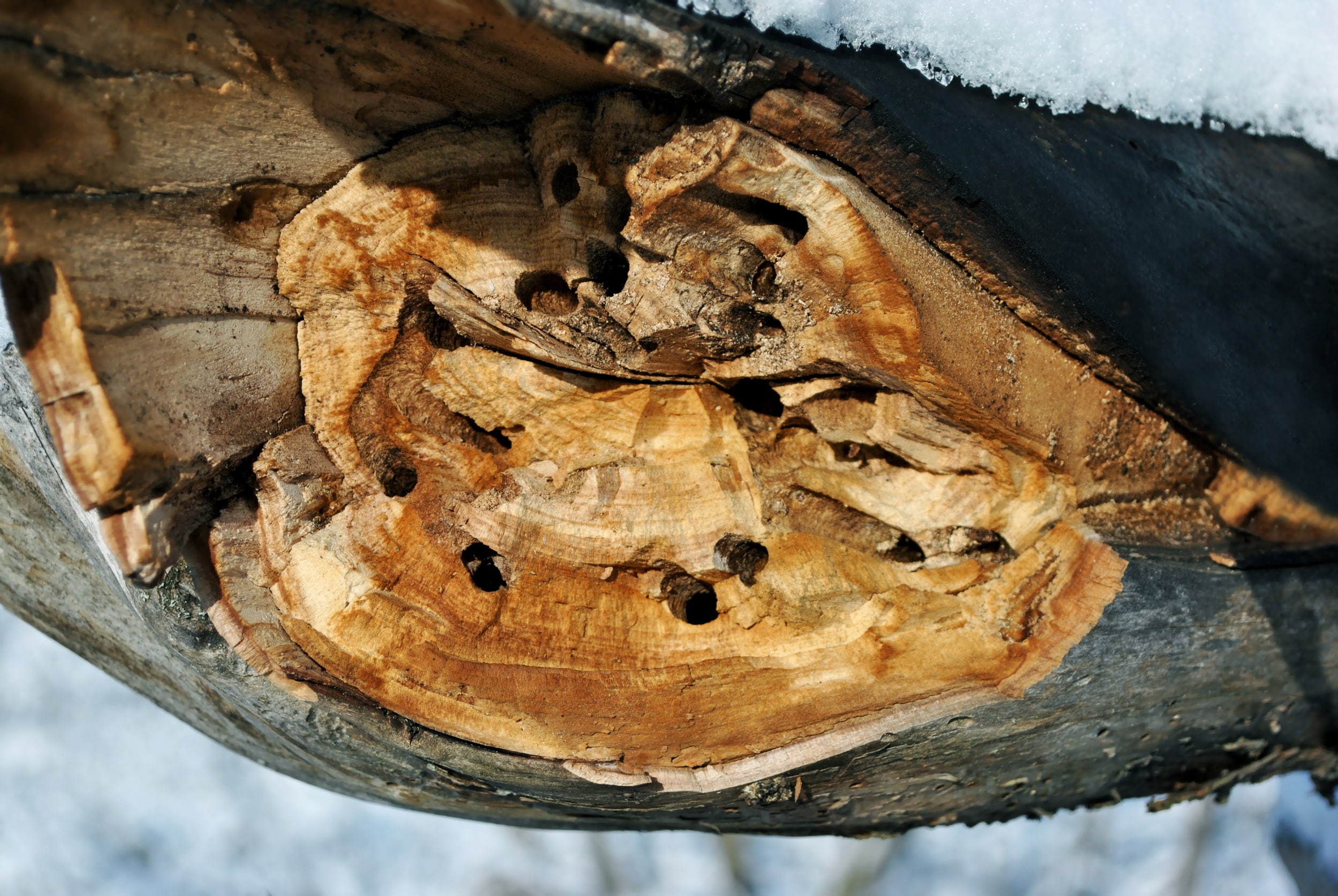 Termite damage to log in winter 