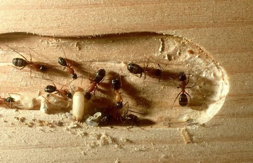 Carpenter Ants