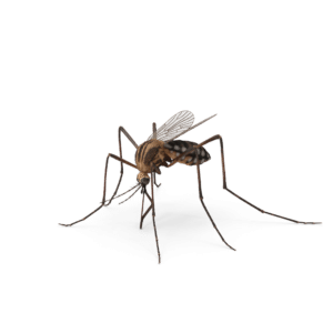 small termite
