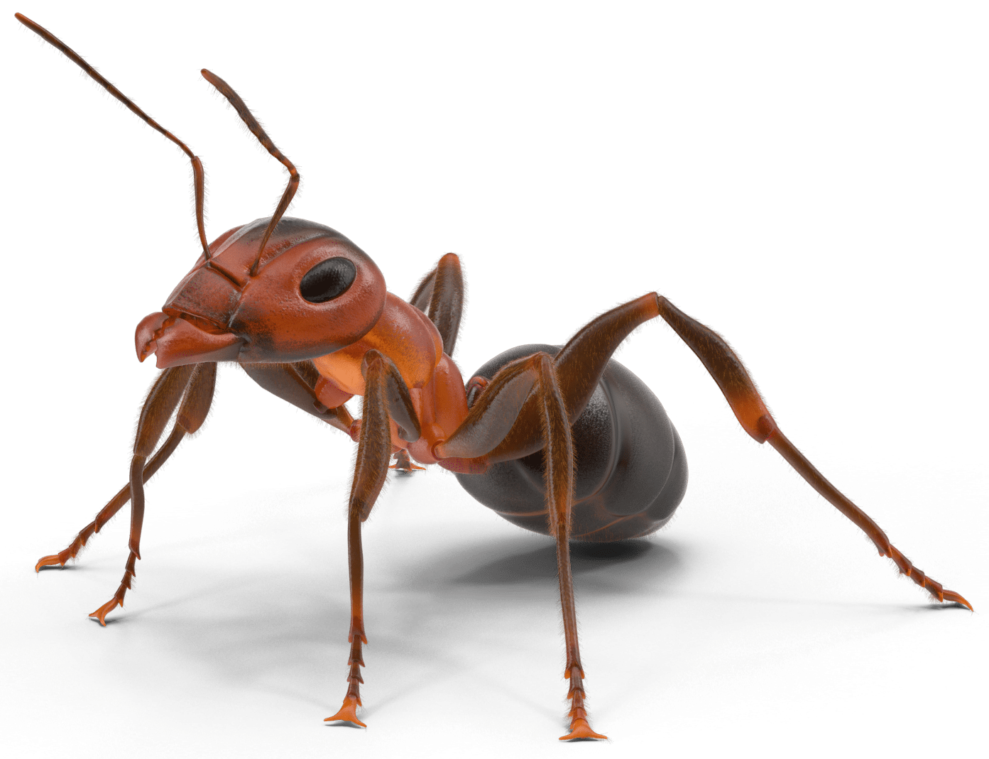 Wasp Control